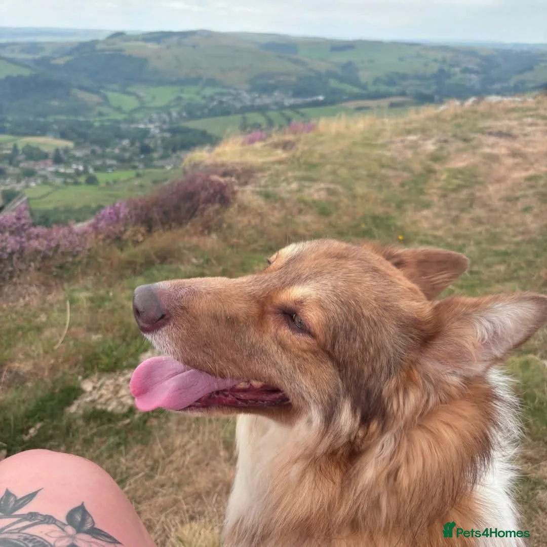 Mixed Breed dogs for adoption: Meet Teddy, currently residing in Lincolnshire  in Mablethorpe - Advert 11