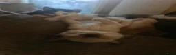 Mixed Breed cats for sale: Bunch of happy kittens in Shildon - Advert 4