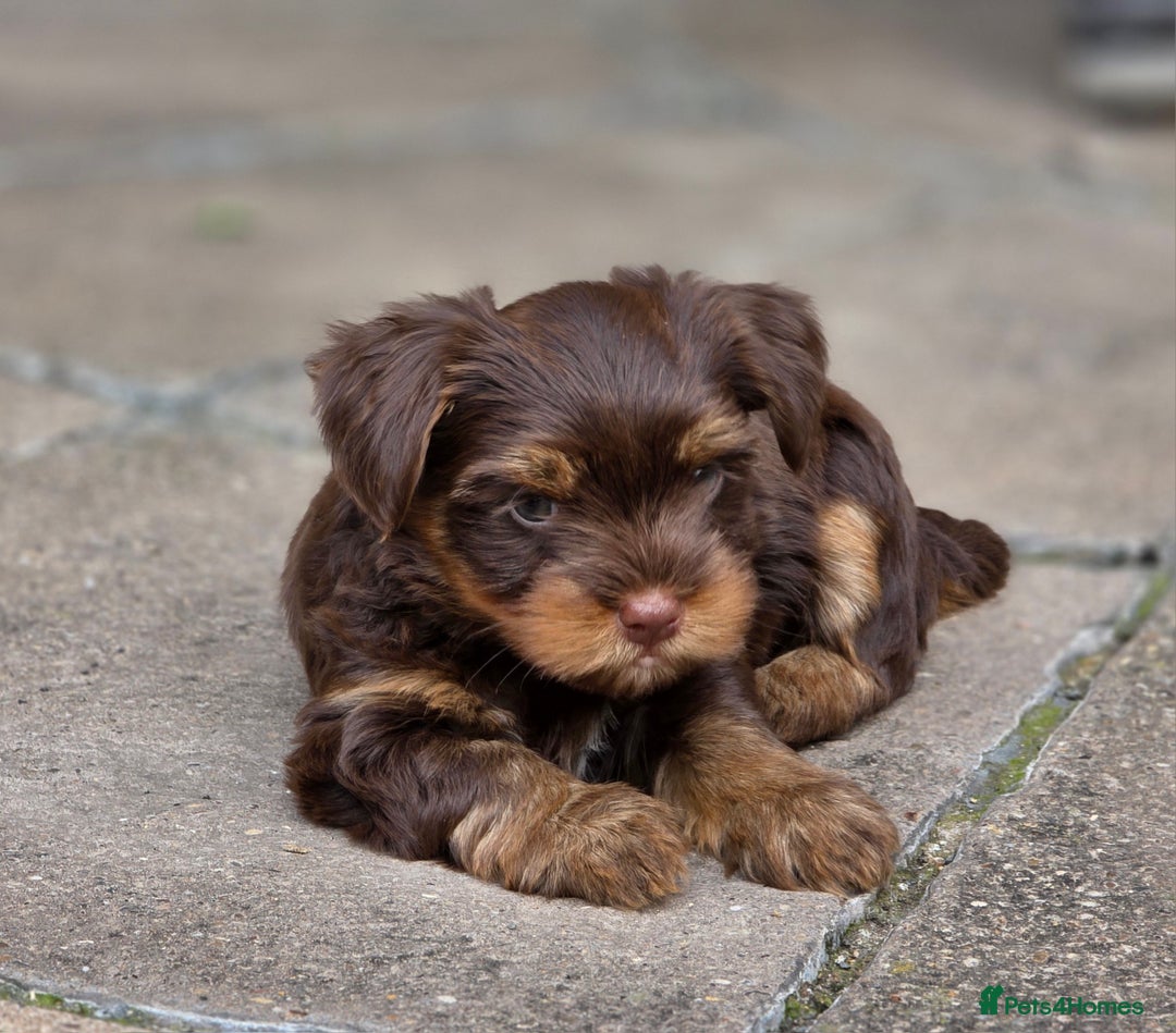 Yorkshire Terrier dogs for sale: Chocolate Yorkies  - Image 20