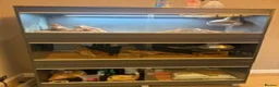 Bearded Dragon reptiles for sale: Bearded Dragon Rehoming – Free to a Loving Home in London - Advert 4