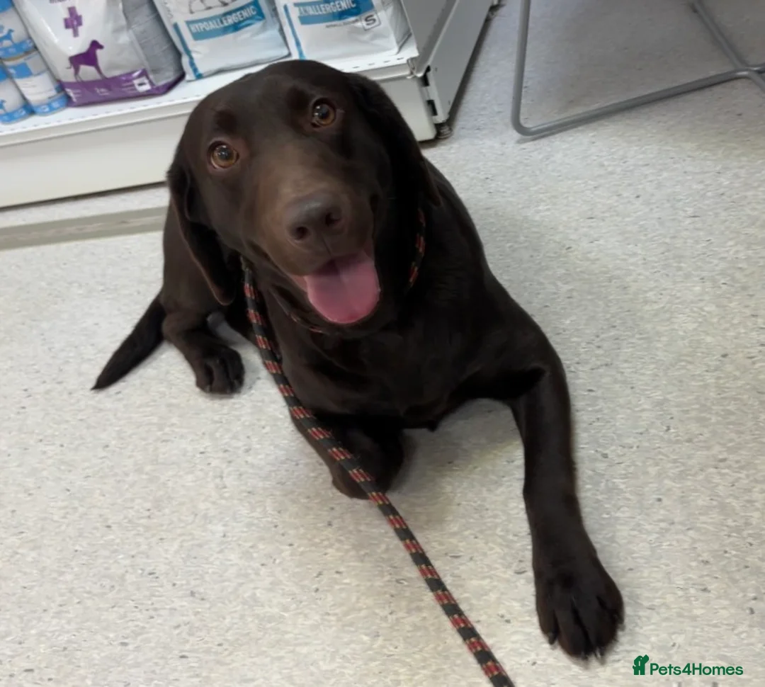 Labrador Retriever dogs for sale: WAITING LIST - KC Reg Chocolate Puppies  - Advert 2