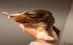 Mixed Breed dogs for sale: Beautiful Clumber spaniel x sprockers  - Image 17