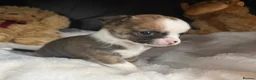 Chihuahua dogs for sale: Chihuahua puppies - Advert 6