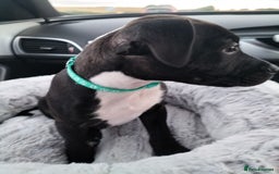 Staffordshire Bull Terrier dogs for stud: Mr Zeus  - Image 7