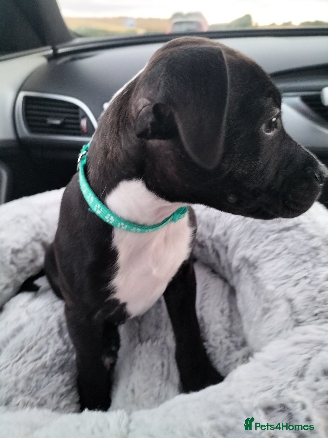 Staffordshire Bull Terrier dogs for stud: Mr Zeus  - Image 7