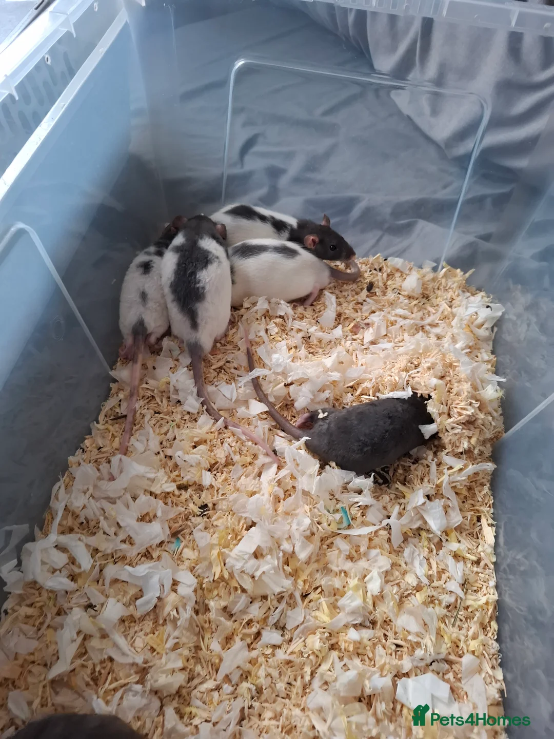 Rat rodents for sale: BABY RATS READY NOW - Advert 1