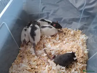 Rat rodents BABY RATS READY NOW - Advert 5