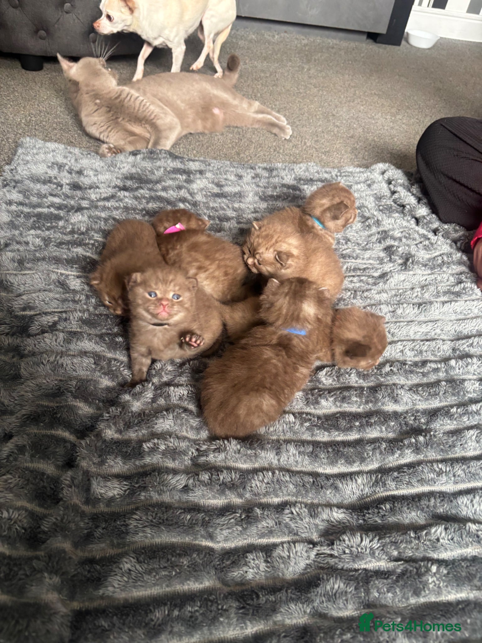 British Shorthair cats British shorthaired chocolate kittens  - Advert 6