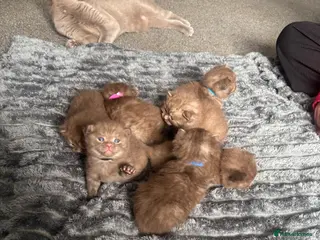 British Shorthair cats British shorthaired chocolate kittens - Advert 6