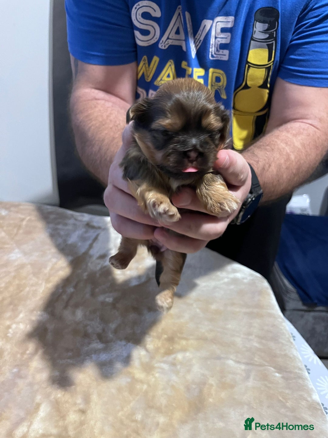 Shih Tzu dogs for sale: Shih tzu puppies  - Advert 4