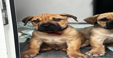 Presa Canario dogs - Advert 3