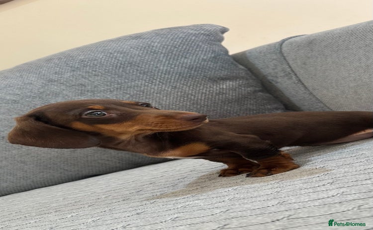 Miniature Dachshund dogs - Advert 10