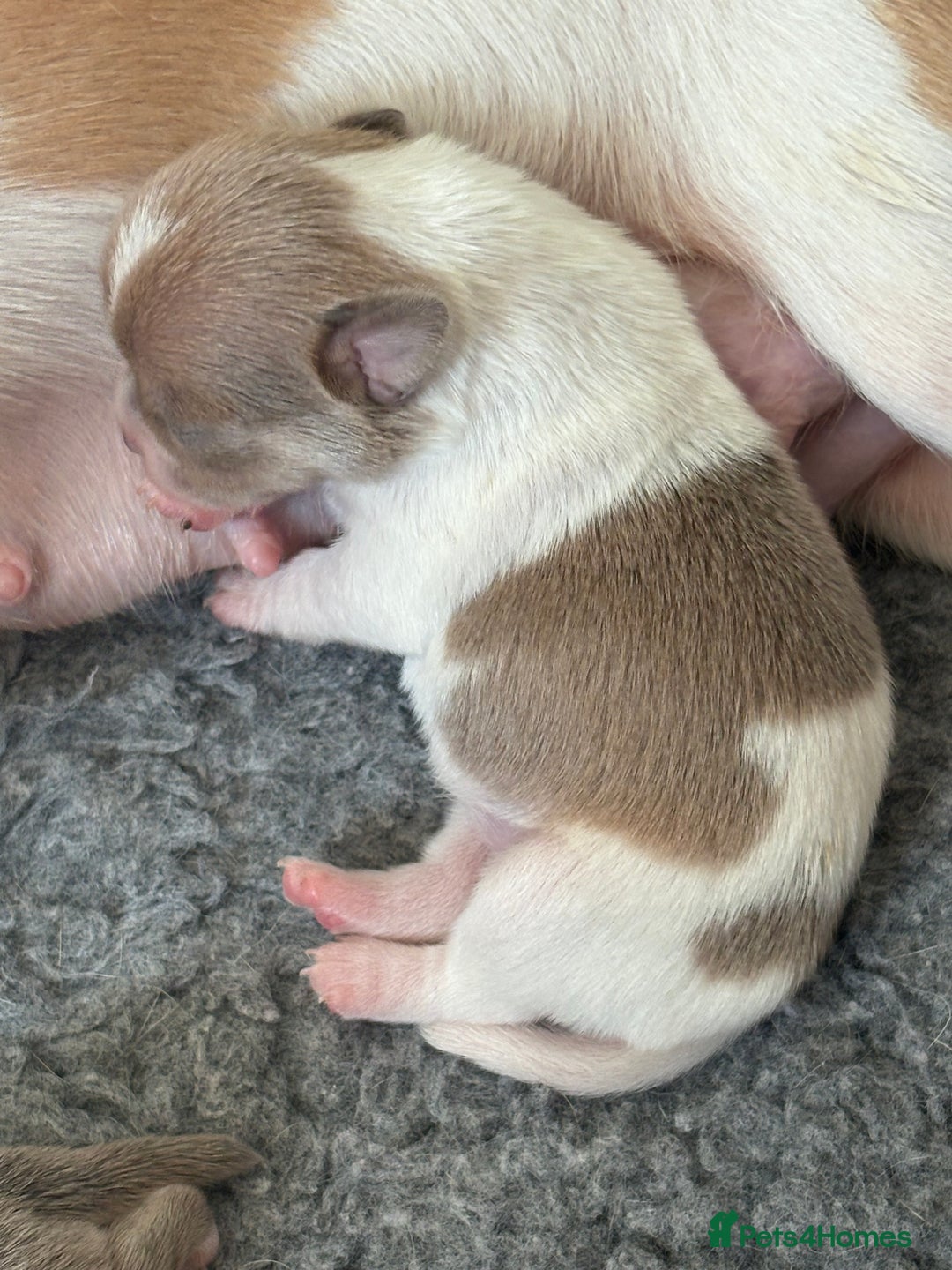 Chihuahua dogs for sale: 🩷 smooth coat chihuahua girls for you🩷  - Image 10