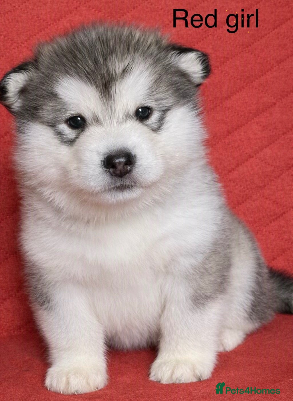 Alaskan Malamute dogs KC registered champion bloodline Malamute puppies  - Advert 2