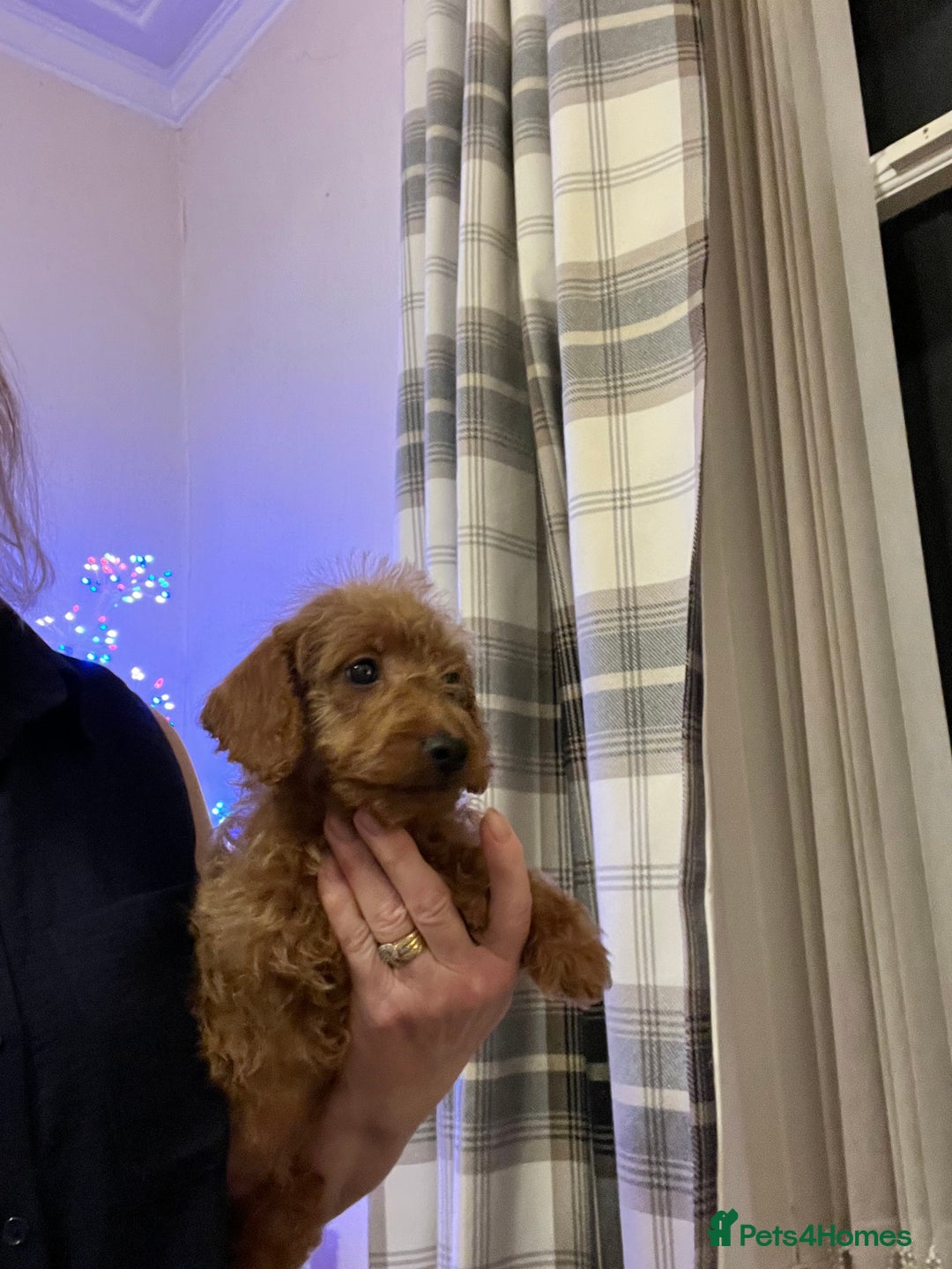 Poodle dogs for sale: Adorable Poodle Puppies For Sale. - Advert 8