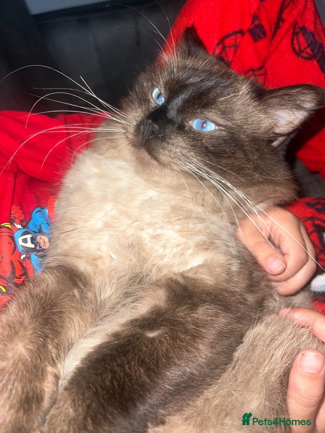 Ragdoll cats for stud: Stunning ragdoll for stud  - Image 7