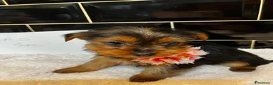  Yorkshire Terrier Puppy 6 rehomed