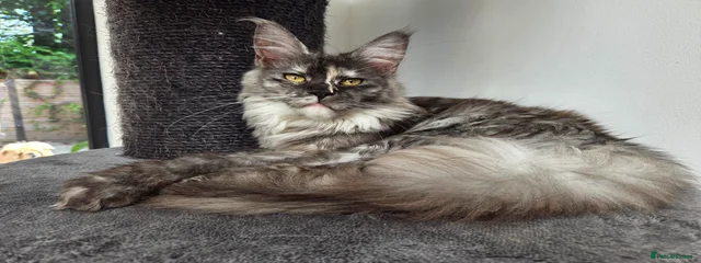 Pawsforthought Yin My Night
