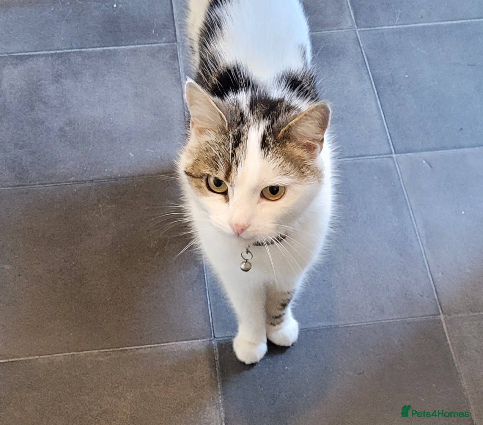 Mixed Breed cats Cottontail  - Advert 2