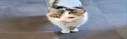 Mixed Breed cats for sale: Cottontail  - Advert 1