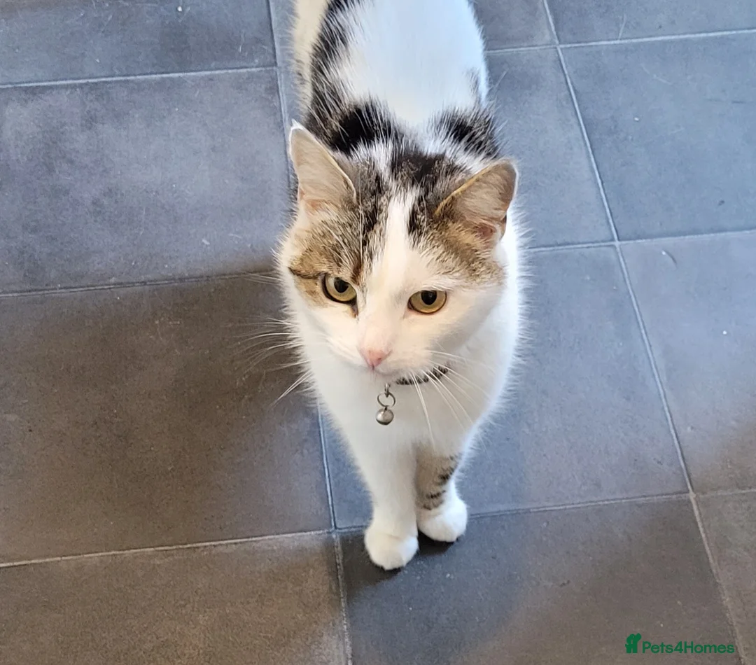 Mixed Breed cats for sale: Cottontail  - Advert 1