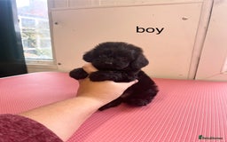 Cockapoo dogs for sale: cockapoo puppies for sale  - Image 1