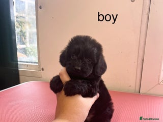 Cockapoo dogs - Advert 4