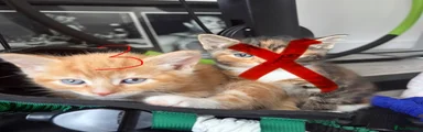 Kitten 3