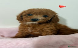 Cockapoo dogs for sale: Adorable Red F1B Cockapoo Puppy for Sale! 🐾 - Image 5