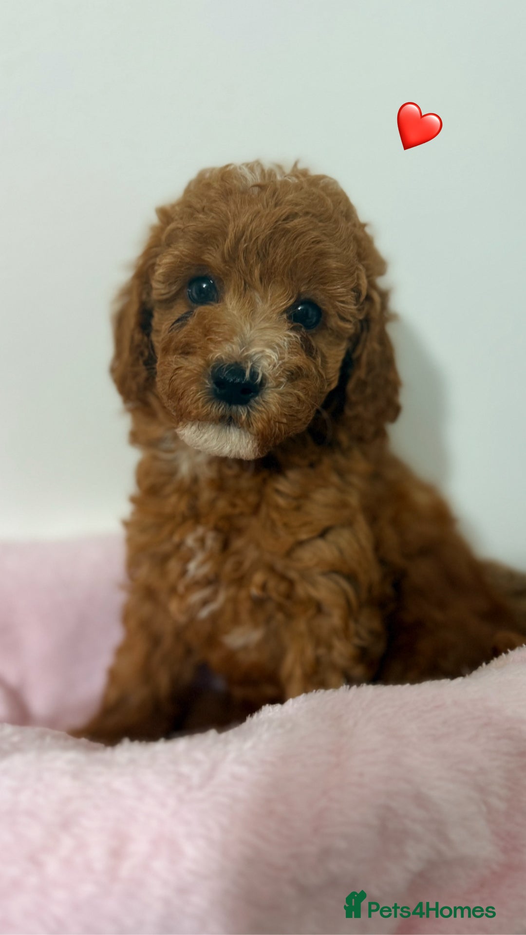 Cockapoo dogs for sale: Adorable Red F1B Cockapoo Puppy for Sale! 🐾 - Image 5