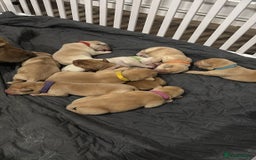 Labrador Retriever dogs for sale: Litter of 9 Labs pale to dark fox red *4 reserved* - Image 1