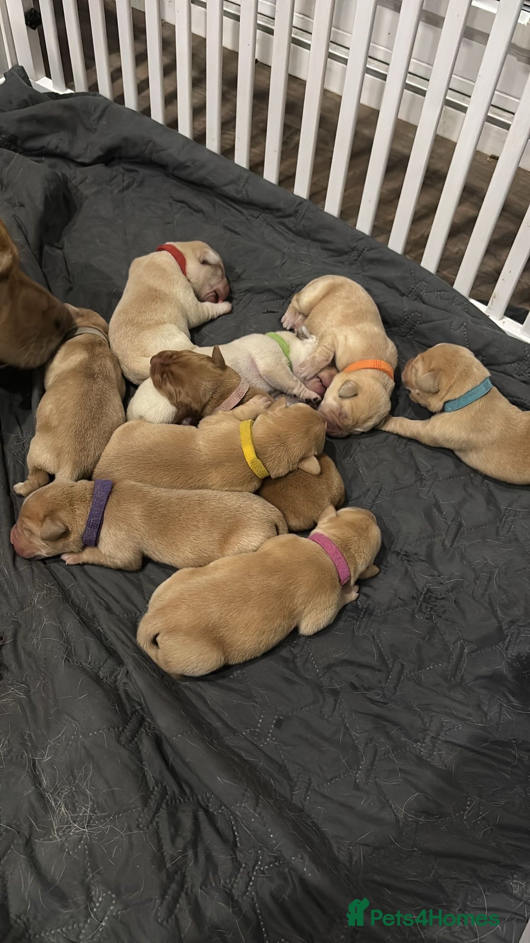 Labrador Retriever dogs for sale: Litter of 9 Labs pale to dark fox red *4 reserved* - Image 1