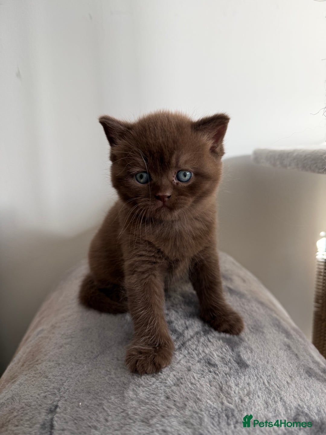 British Shorthair cats for sale: Chocolate British Shorthair Kittens - Advert 22