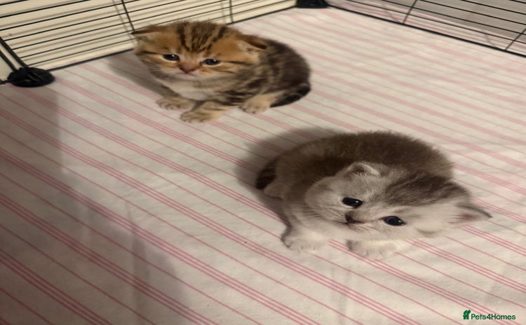 British Shorthair cats - Advert 13