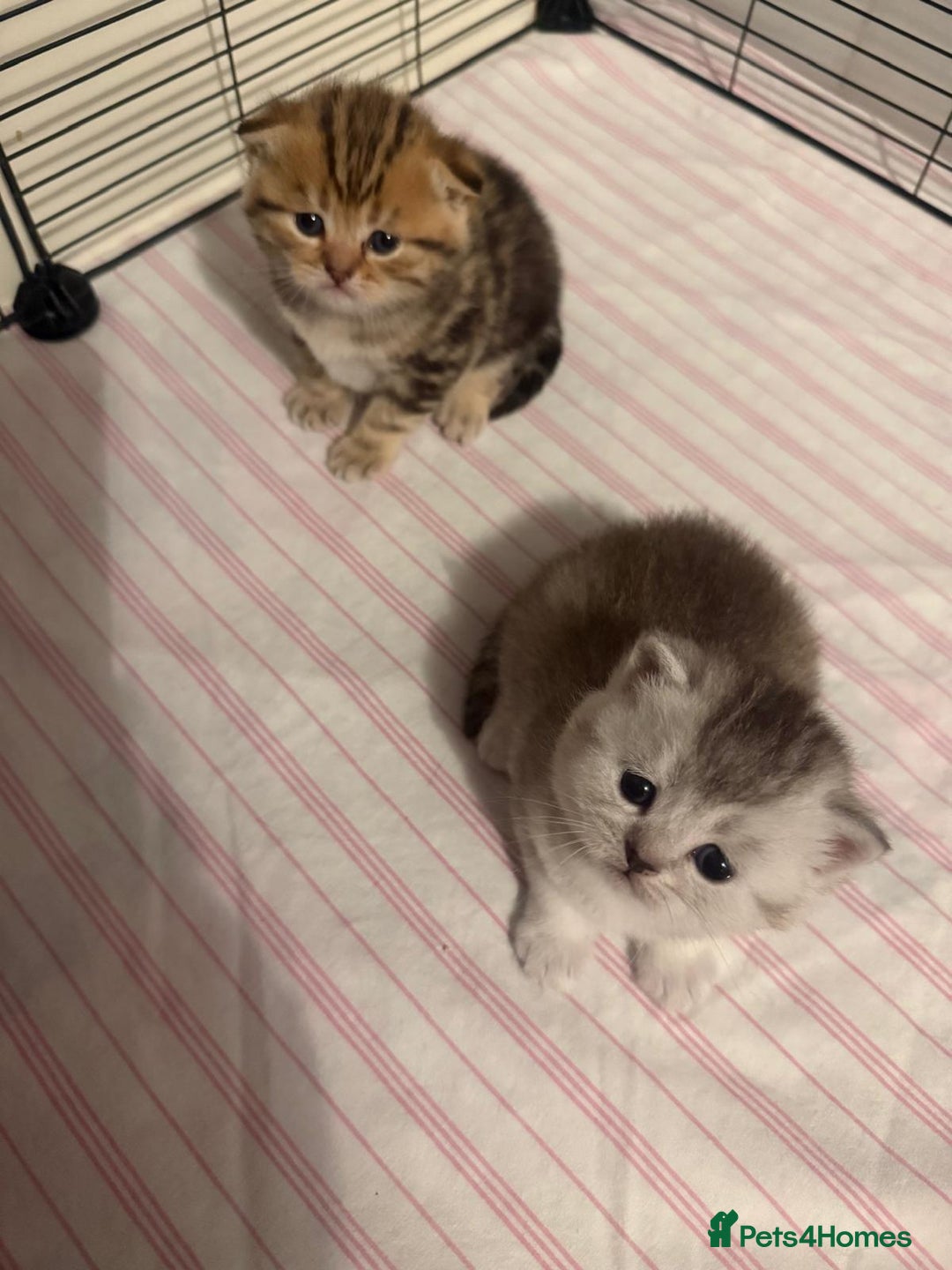 British Shorthair cats for sale: 🥰Beautiful kittens with rare colouring🥰 - Image 1