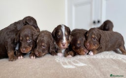 Bordoodle dogs for sale: OUTSTANDING *TRI COLOUR* MINIATURE BORDOODLES - Image 6