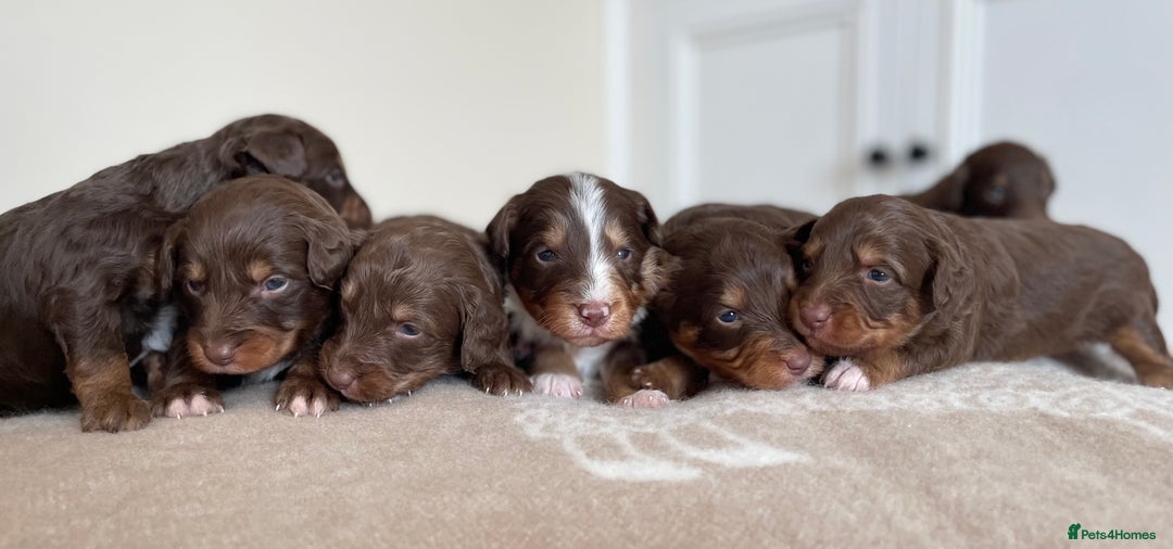 Bordoodle dogs for sale: OUTSTANDING *TRI COLOUR* MINIATURE BORDOODLES - Image 6