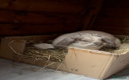 French Lop rabbits for sale: 🩵Stunning litter pure bred blue eye French lops🩵 - Image 36