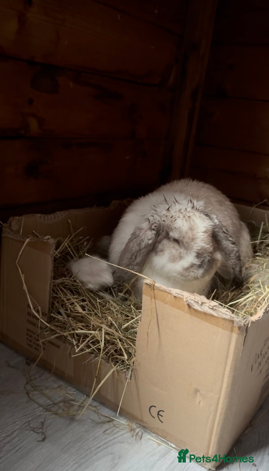 French Lop rabbits for sale: 🩵Stunning litter pure bred blue eye French lops🩵 - Image 36