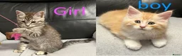 Maine Coon cats for sale: Half maine coon kittens - playful - Advert 8