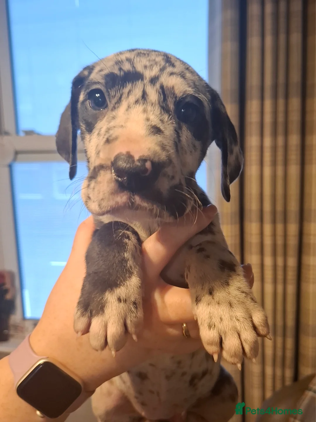Great Dane dogs for sale: Great Dane puppies K.C Registered  - Advert 19