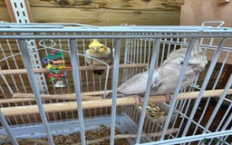 Cockatiels birds for sale: Breeding pair Tame Cockatiels - Image 4