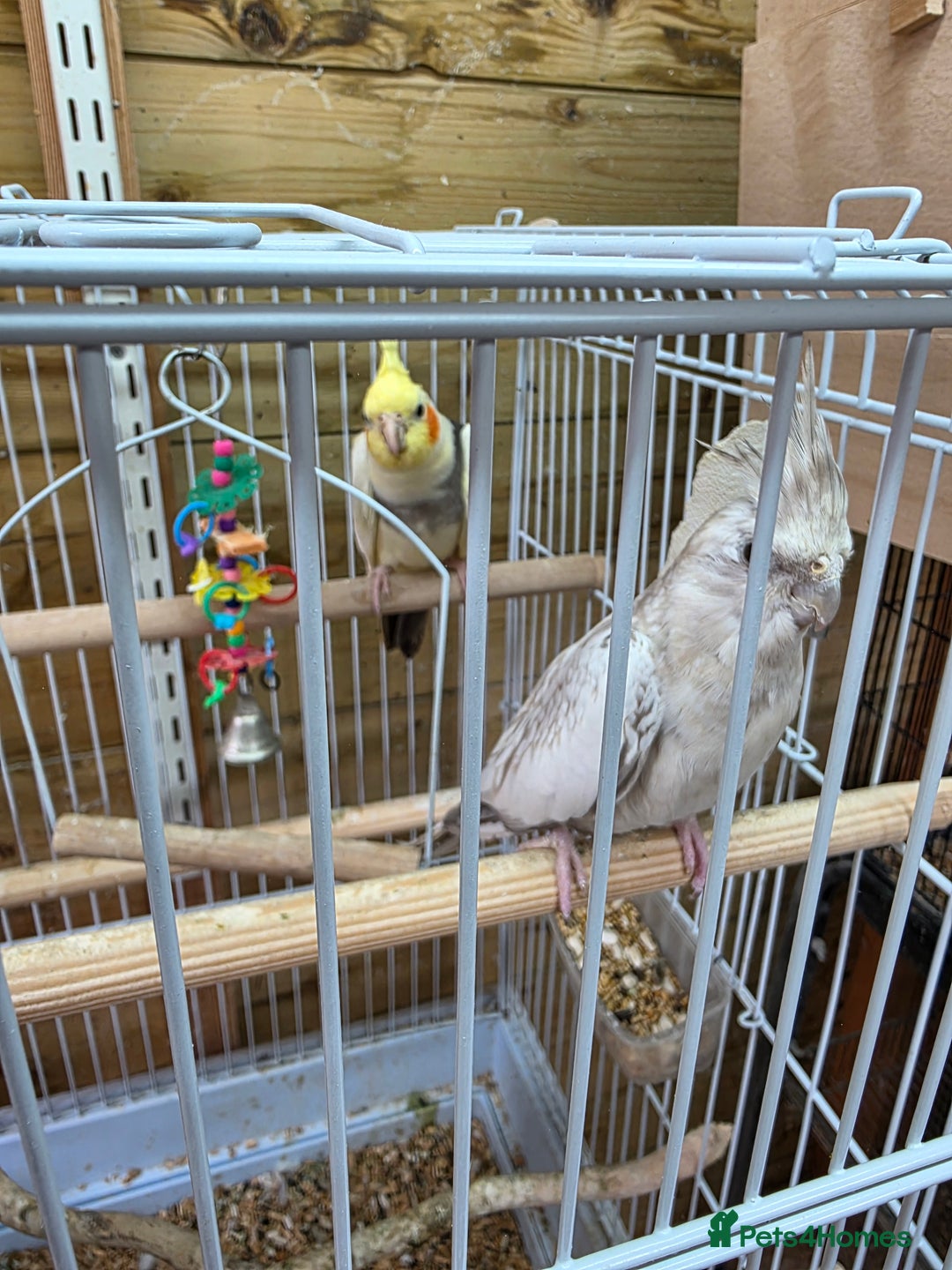 Cockatiels birds for sale: Breeding pair Tame Cockatiels - Image 4