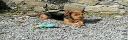 Mixed Breed dogs for sale: Yorkie Cross Jack Russell - Advert 1