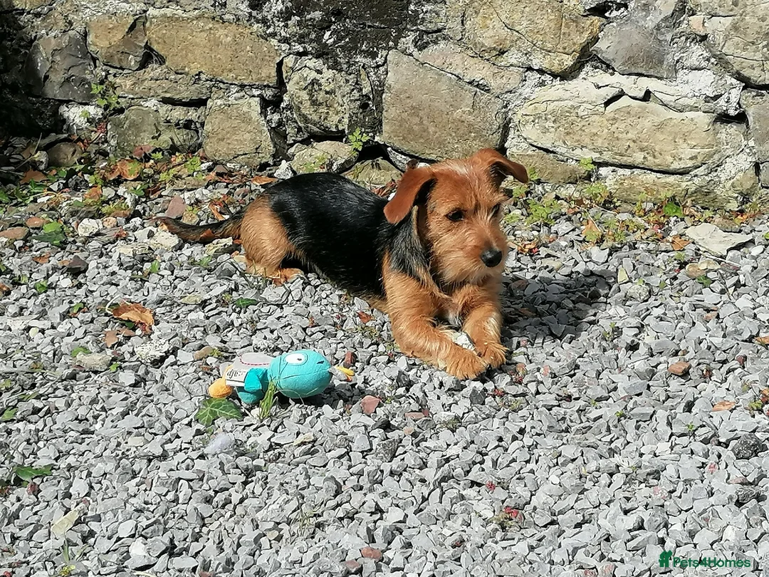 Mixed Breed dogs for sale: Yorkie Cross Jack Russell - Advert 1