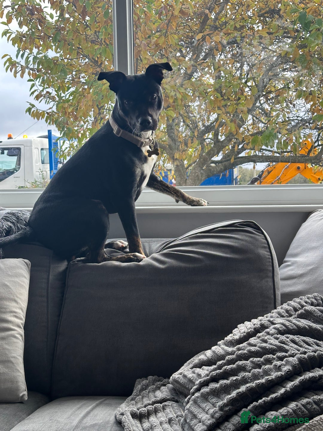 Mixed Breed dogs for sale: Staffy x cane corso pup - Image 2