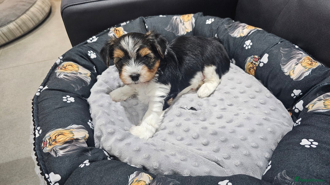 Yorkshire Terrier dogs for sale: 2 boys and 2 girls yorkshire terrier  - Advert 15