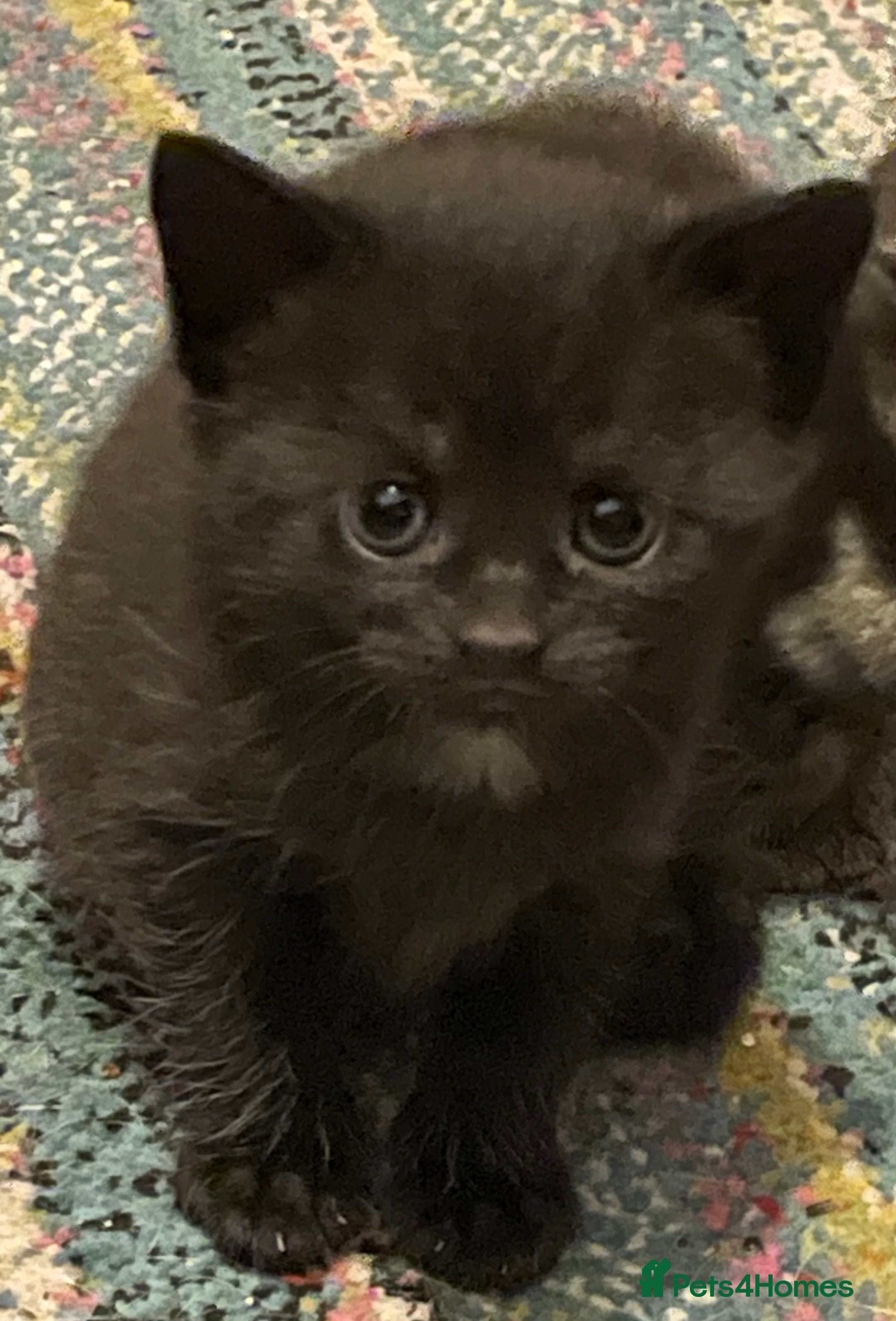Mixed Breed cats Lovely litter of kitties looking for forever homes - Advert 1