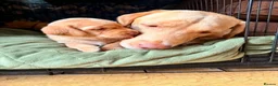 Labrador Retriever dogs for sale: Stunning Yellow & Fox Red Labrador Puppies- KC Reg - Advert 9