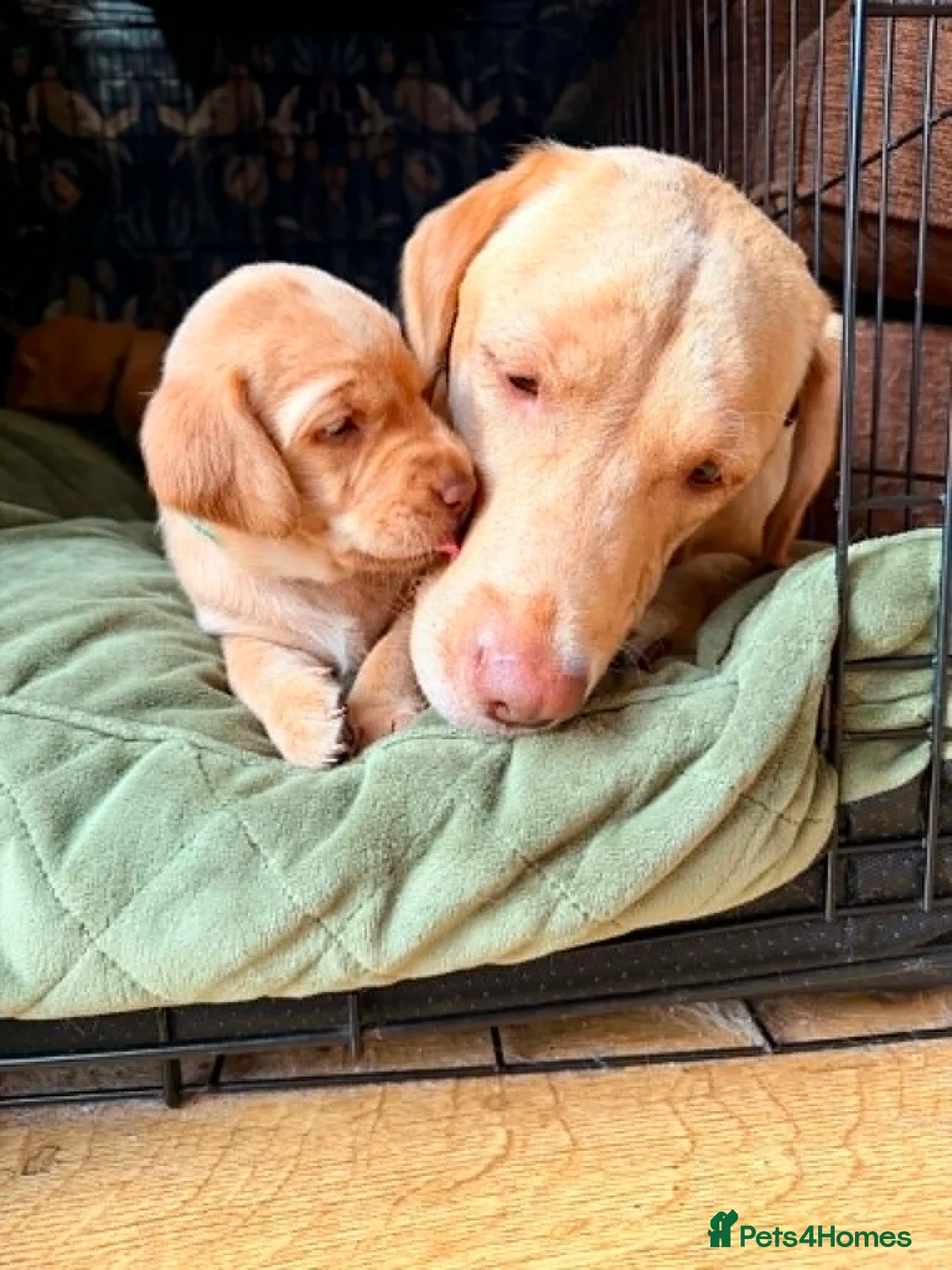 Labrador Retriever dogs for sale: Stunning Yellow & Fox Red Labrador Puppies- KC Reg - Advert 9